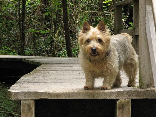 Norwich Terrier