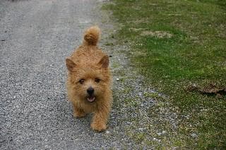 Norwich Terrier