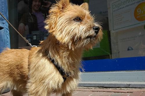 Norwich Terrier