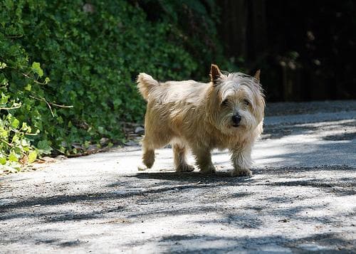 Norwich Terrier