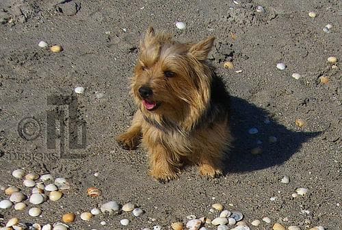 Norwich Terrier