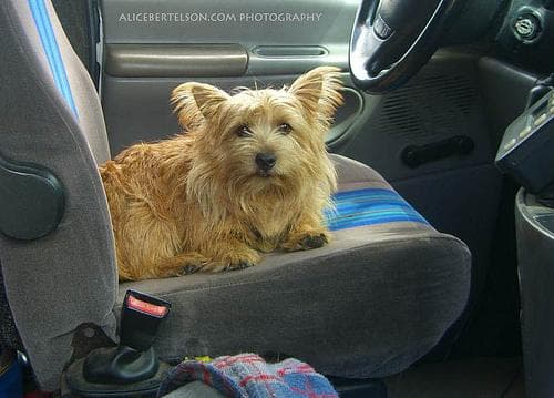 Norwich Terrier