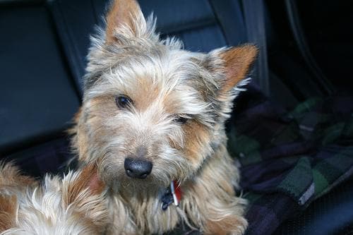 Norwich Terrier