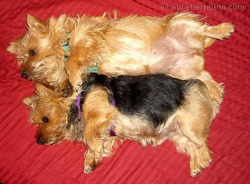 Norwich Terrier