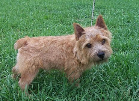 Norwich Terrier