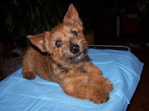Norwich Terrier