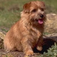 Norwich Terrier