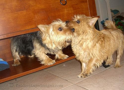 Norwich Terrier