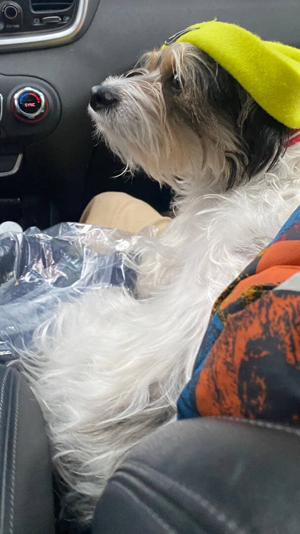 Jack Russell Terrier