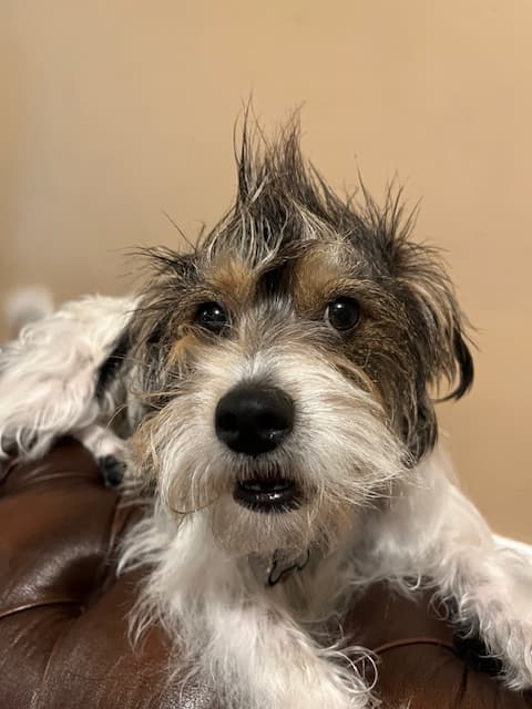 Jack Russell Terrier
