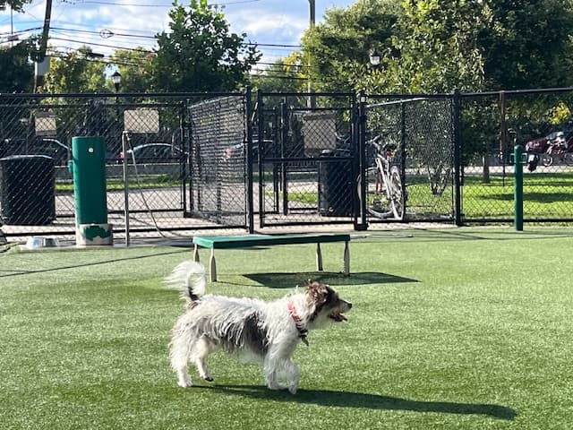 Jack Russell Terrier
