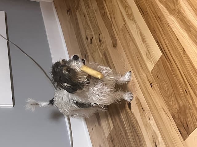 Jack Russell Terrier