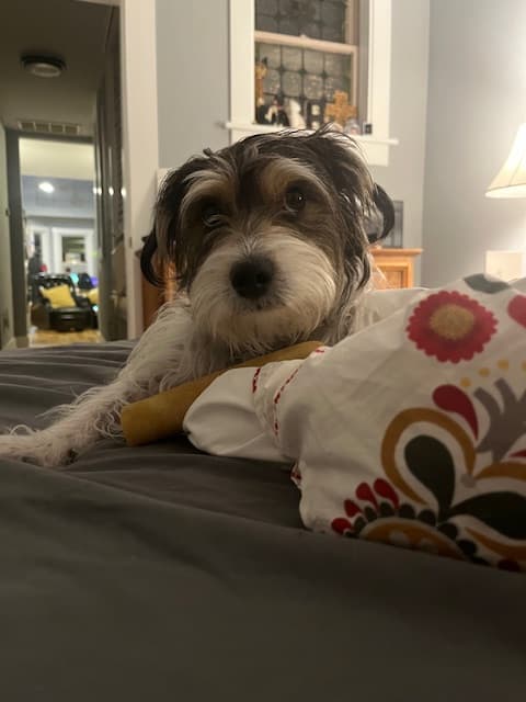 Jack Russell Terrier