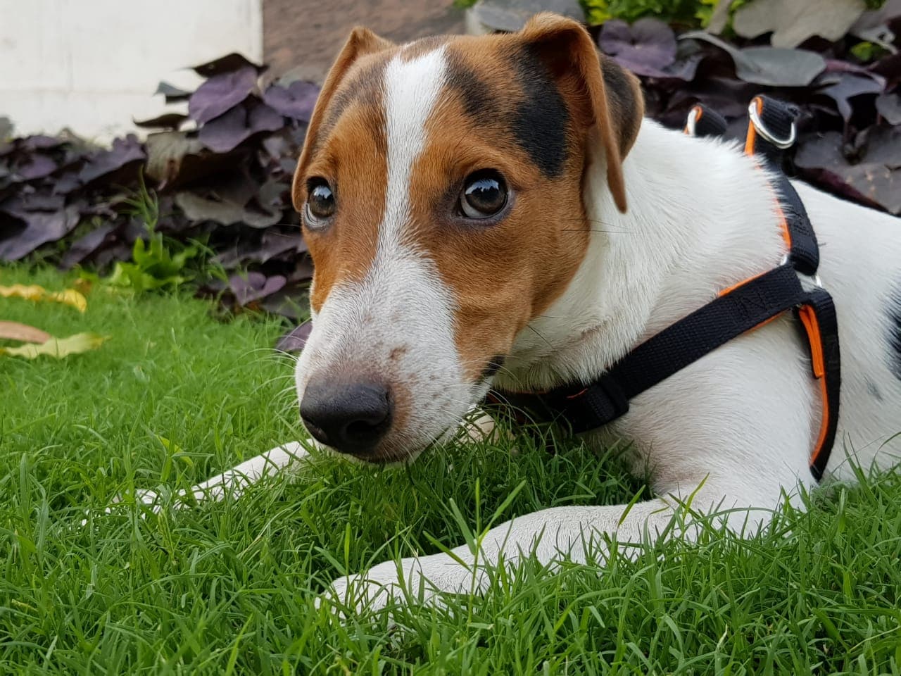Jack Russell Terrier