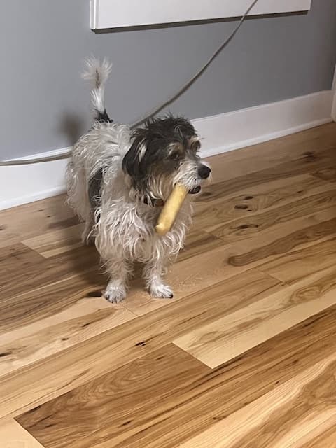 Jack Russell Terrier