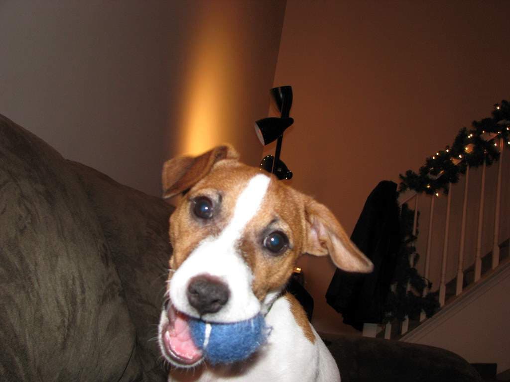 Jack Russell Terrier