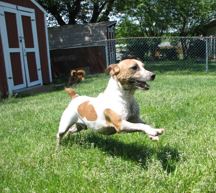 Jack Russell Terrier