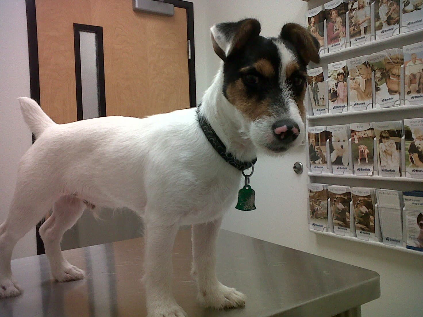 Jack Russell Terrier