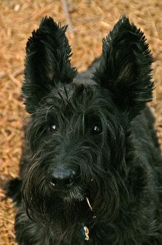 Scottish Terrier