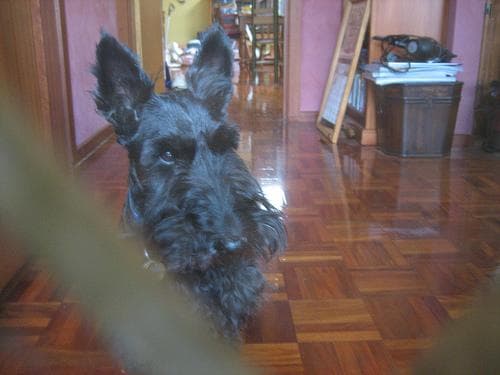 Scottish Terrier