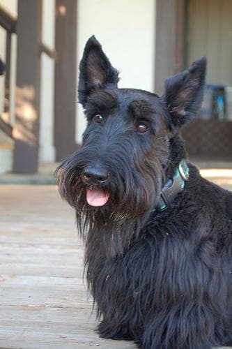 Scottish Terrier