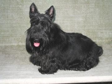 Scottish Terrier