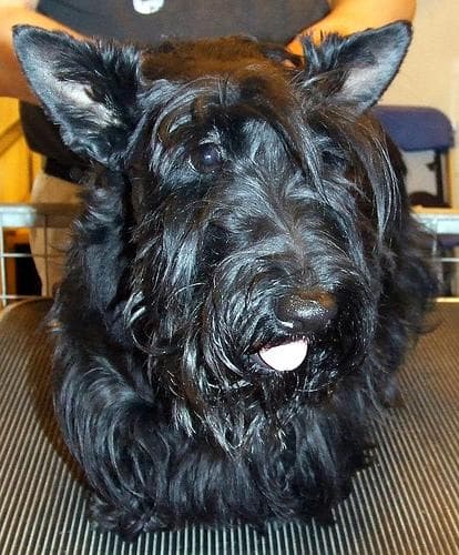 Scottish Terrier
