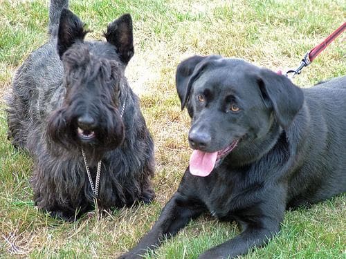 Scottish Terrier