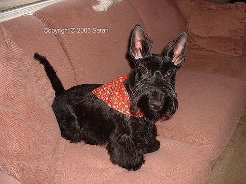 Scottish Terrier
