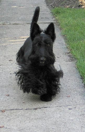 Scottish Terrier