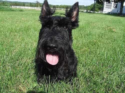 Scottish Terrier