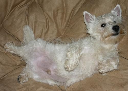 Scottish Terrier