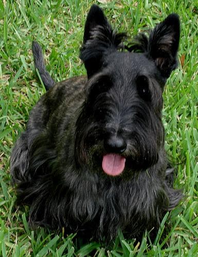 Scottish Terrier