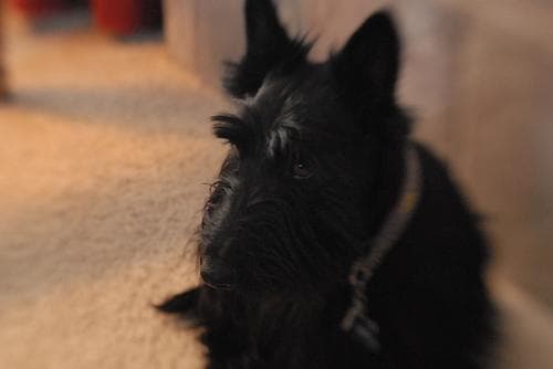 Scottish Terrier