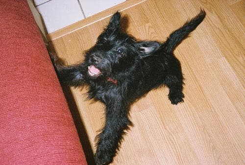 Scottish Terrier