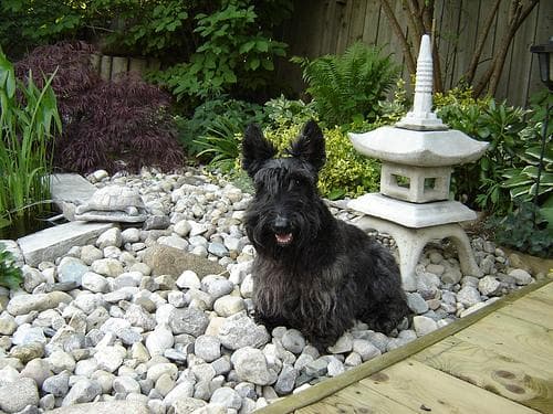 Scottish Terrier