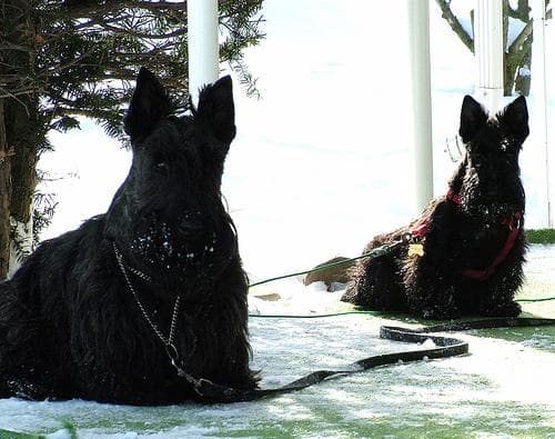 Scottish Terrier