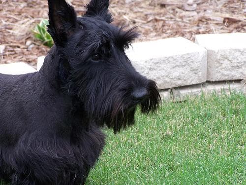 Scottish Terrier