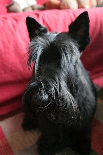 Scottish Terrier