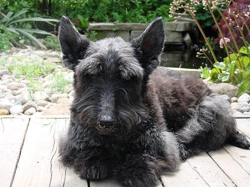 Scottish Terrier