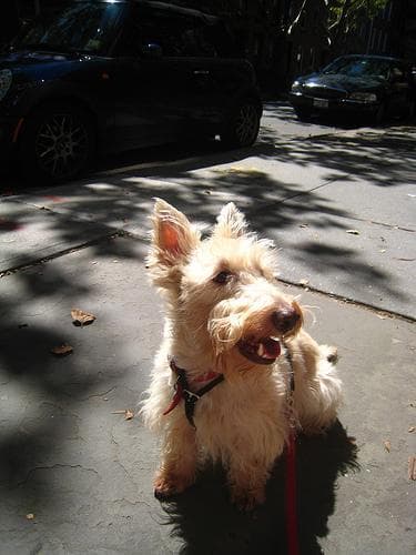 Scottish Terrier