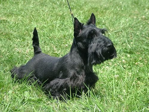 Scottish Terrier