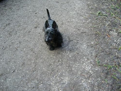 Scottish Terrier