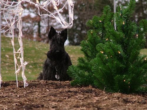 Scottish Terrier
