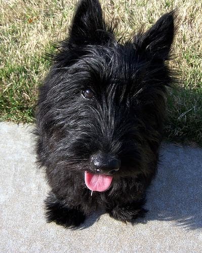 Scottish Terrier