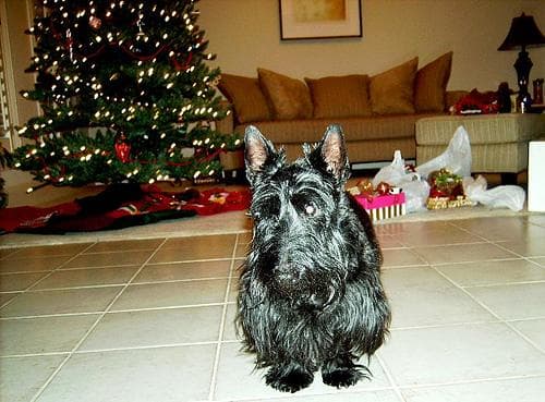 Scottish Terrier