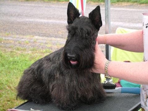 Scottish Terrier