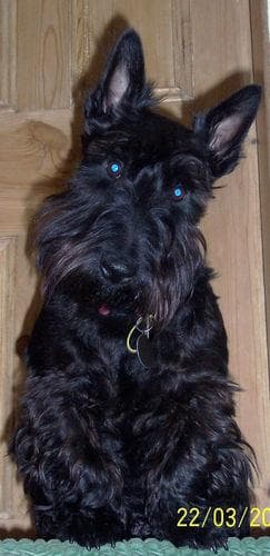 Scottish Terrier