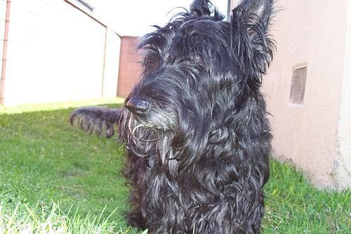 Scottish Terrier