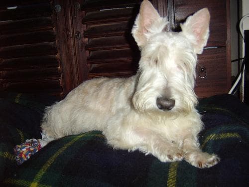 Scottish Terrier